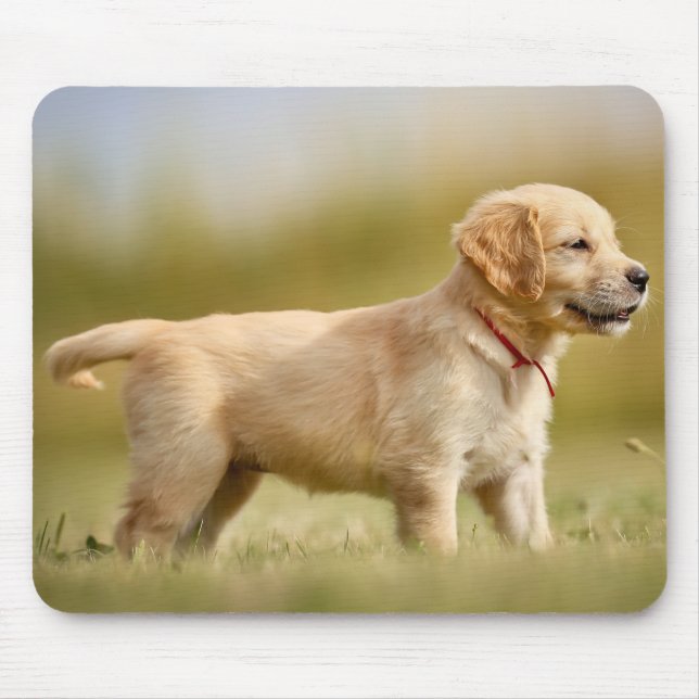 Golden Retriever Puppy Musmatta (Framsidan)