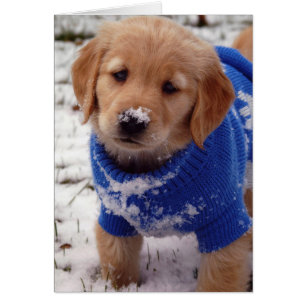 Golden Retriever Puppy OBS Kort