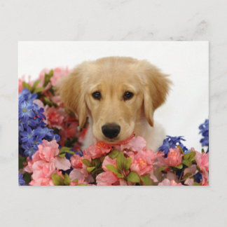 Golden Retriever Puppy och Flowers Vykort