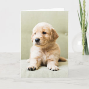 Golden Retriever Puppy on Couch Kort
