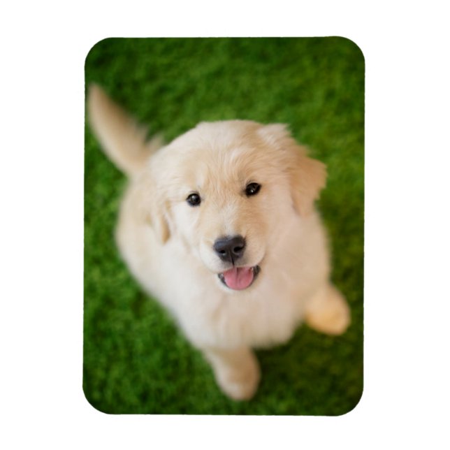 Golden Retriever Puppy på gräs Magnet (Vertikal)