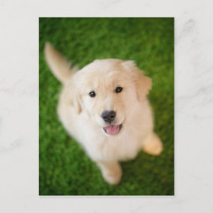 Golden Retriever Puppy på gräs Vykort