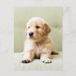 Golden Retriever Puppy på soffan Vykort