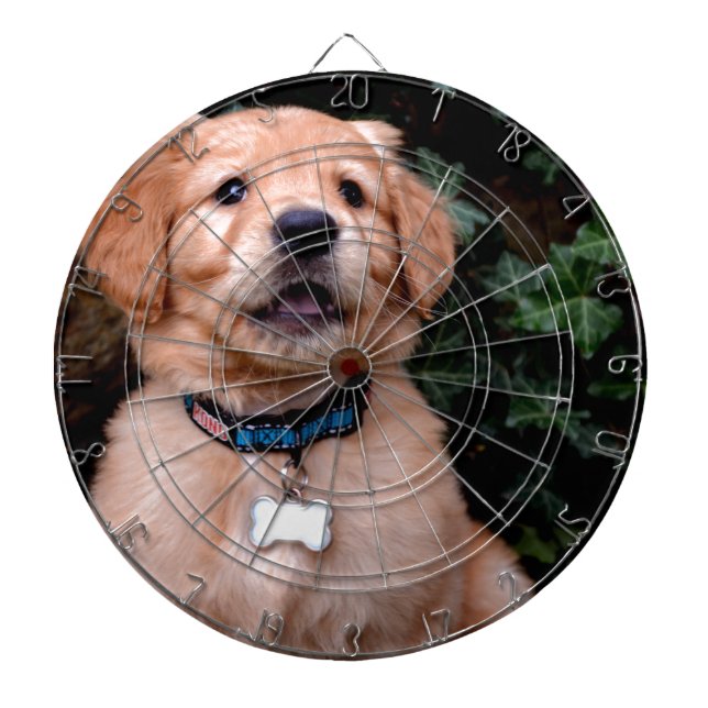 Golden Retriever Puppy Piltavla (Framsidan)