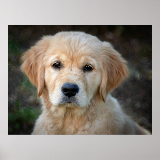 Golden Retriever Puppy Poster (Framsidan)