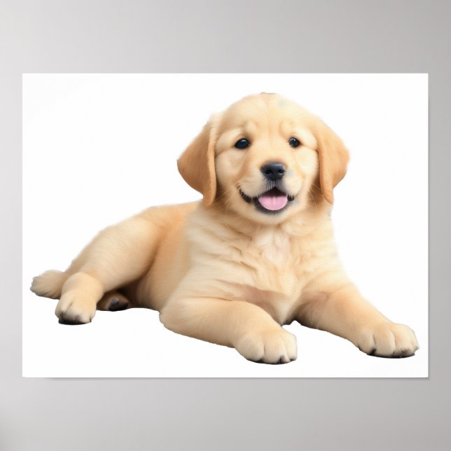 Golden Retriever Puppy Poster (Framsidan)