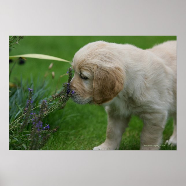 Golden Retriever Puppy Poster (Framsidan)