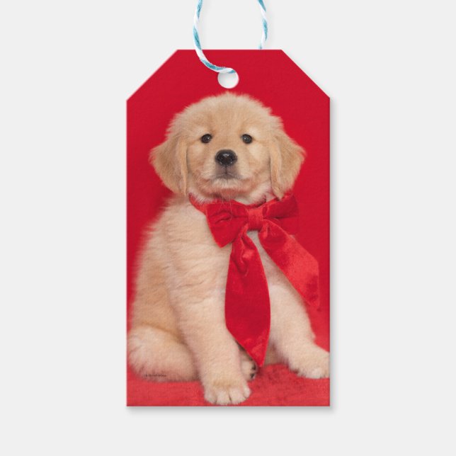 Golden Retriever Puppy Red Ribbon Presentetikett (Framsidan)