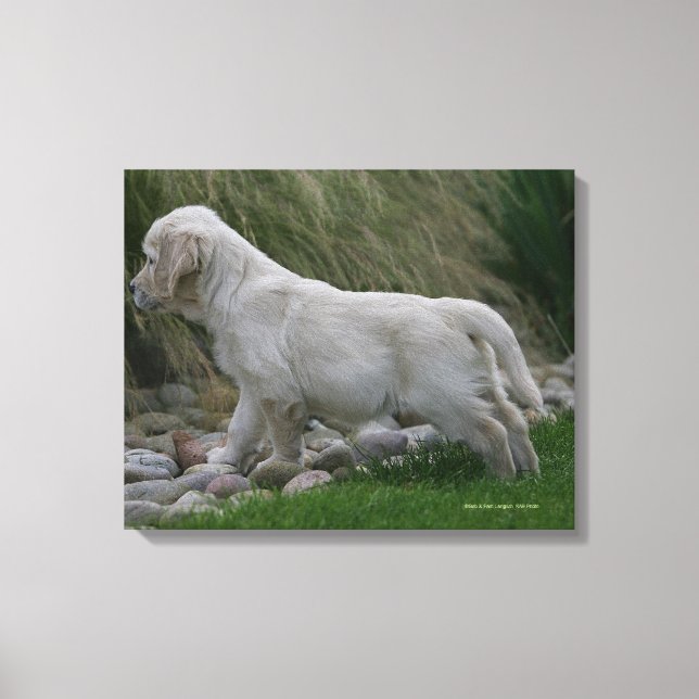 Golden Retriever Puppy Stående Canvastryck (Framsida)