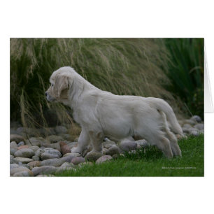 Golden Retriever Puppy Stående Hälsningskort