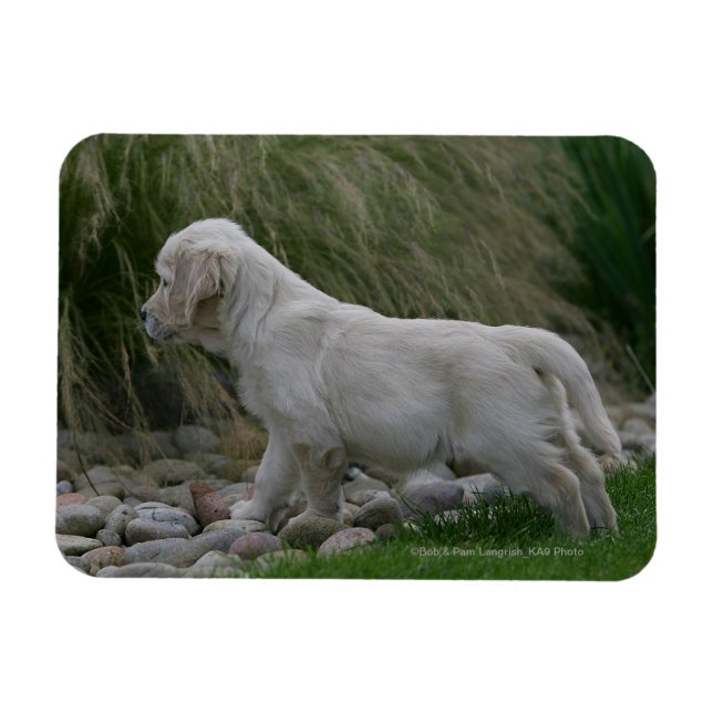 Golden Retriever Puppy Stående Magnet (Horisontell)