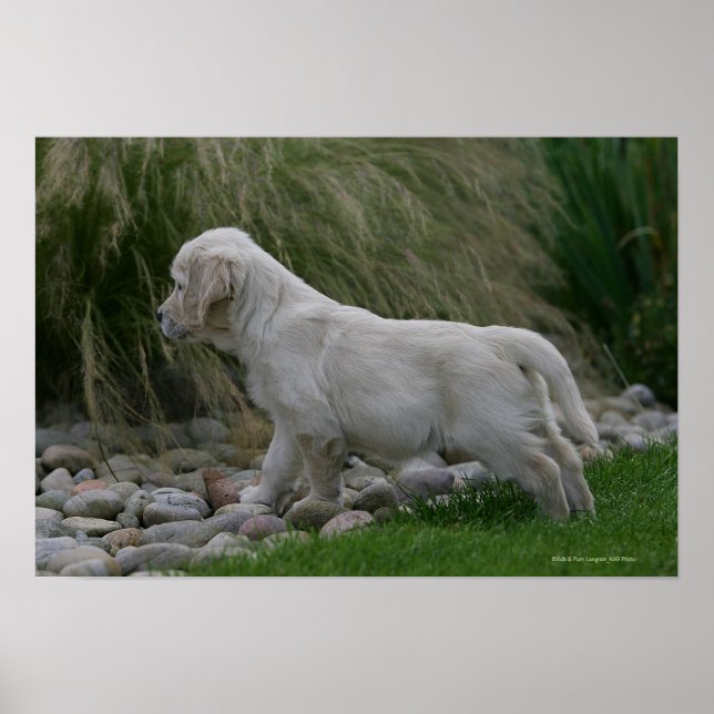 Golden Retriever Puppy Stående Poster (Framsidan)