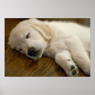 Golden Retriever Puppy tar en kapp Poster