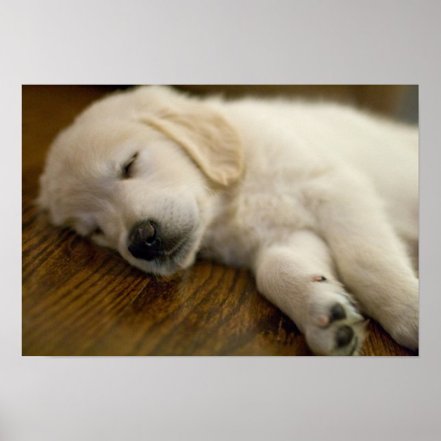 Golden Retriever Puppy tar en kapp Poster (Framsidan)