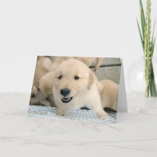 Golden Retriever Puppy Therapy kommer bra Kort