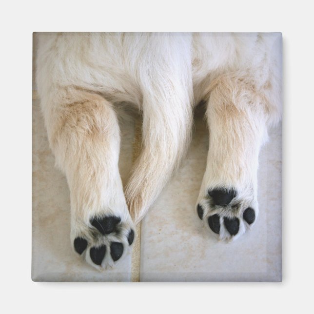 Golden Retriever Puppy Toes Magnet (Framsidan)