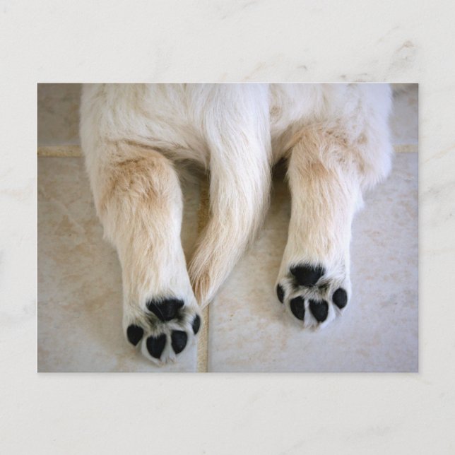 Golden Retriever Puppy Toes Vykort (Framsida)