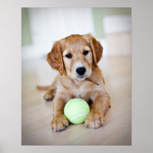 Golden Retriever Puppy vill spela Poster
