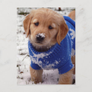 Golden Retriever Puppy Vykort