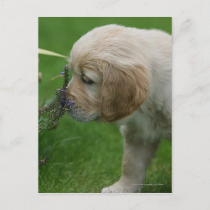 Golden Retriever Puppy Vykort