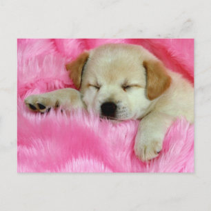 Golden Retriever Puppy Vykort