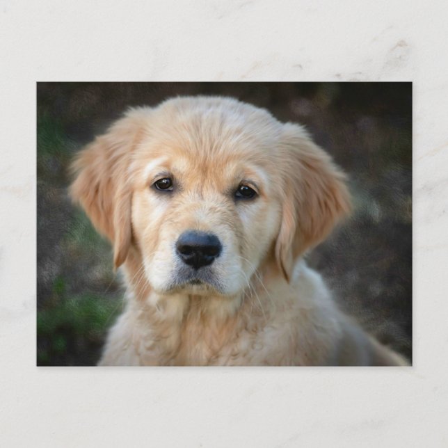 Golden Retriever Puppy Vykort (Framsida)
