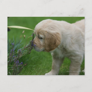 Golden Retriever Puppy Vykort