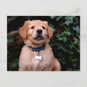 Golden Retriever Puppy Vykort