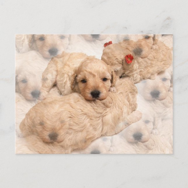 Golden Retriever Puppy-vykort Vykort (Framsida)