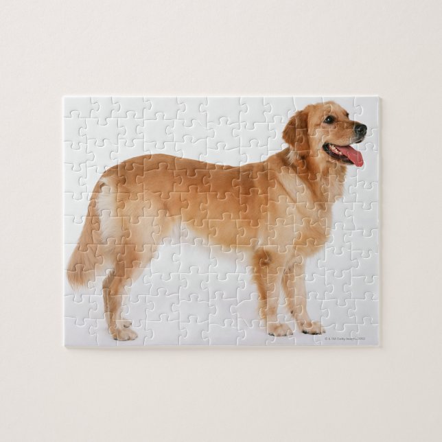 Golden Retriever Pussel (Horisontell)