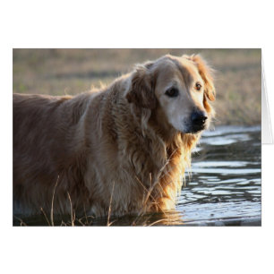 Golden Retriever (Rowdy) i vatten Hälsningskort