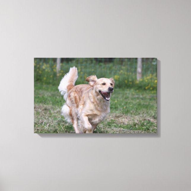 Golden Retriever Running 1 Canvastryck (Framsida)