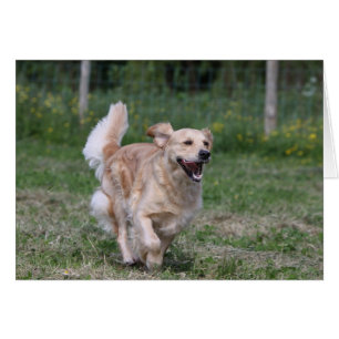 Golden Retriever Running 1 Hälsningskort