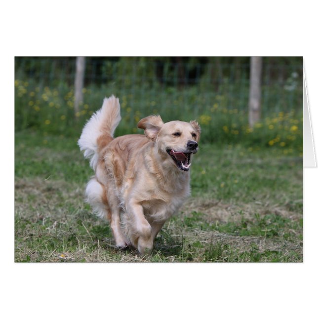 Golden Retriever Running 1 Hälsningskort (Framsidan Horizontal)