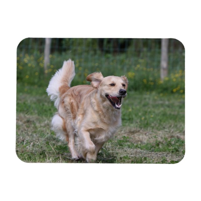 Golden Retriever Running 1 Magnet (Horisontell)