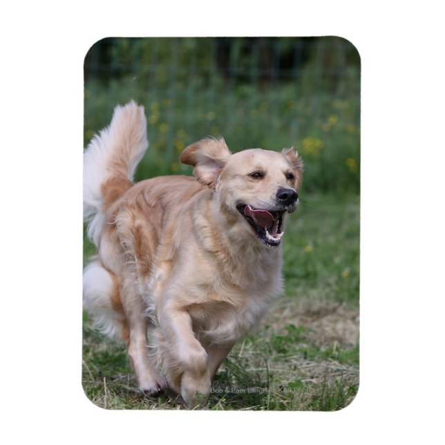 Golden Retriever Running 1 Magnet (Vertikal)