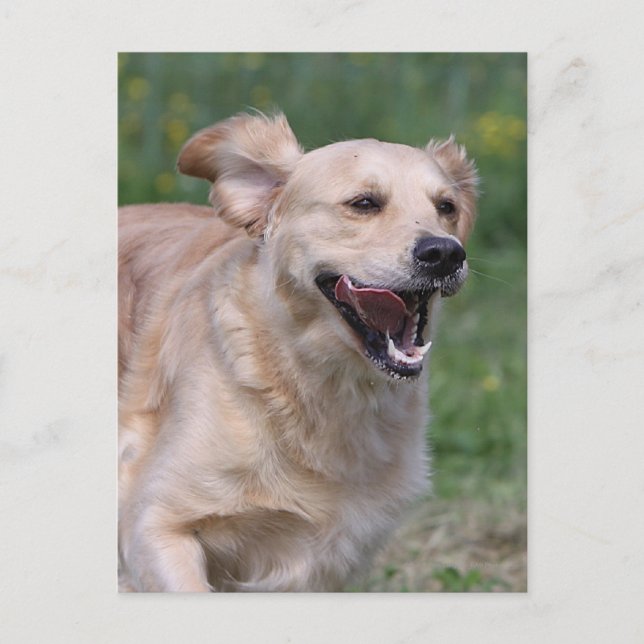 Golden Retriever Running 1 Vykort (Framsida)