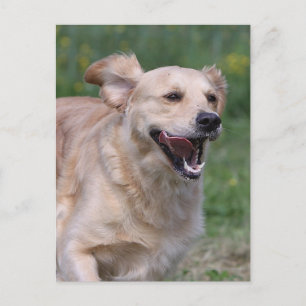 Golden Retriever Running 1 Vykort