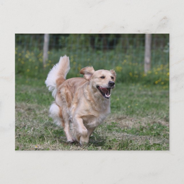 Golden Retriever Running 1 Vykort (Framsida)