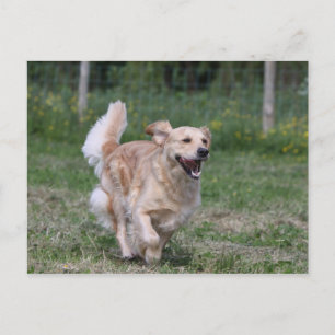 Golden Retriever Running 1 Vykort