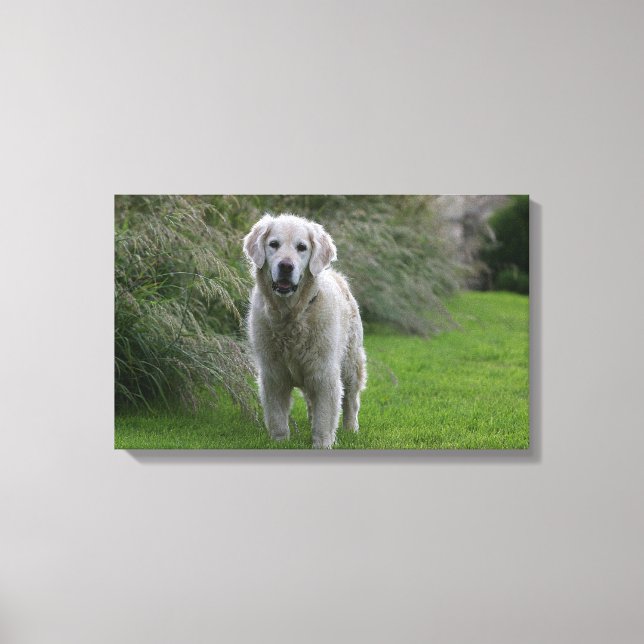 Golden Retriever Running 2 Canvastryck (Framsida)