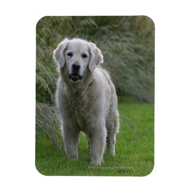Golden Retriever Running 2 Magnet (Vertikal)
