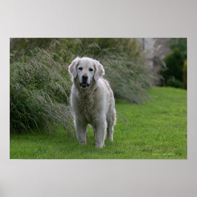 Golden Retriever Running 2 Poster (Framsidan)