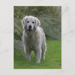 Golden Retriever Running 2 Vykort