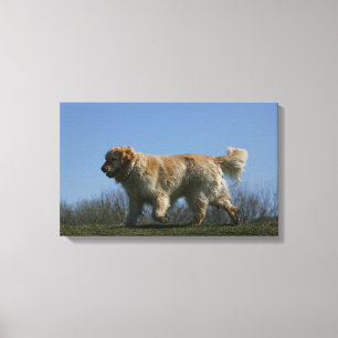 Golden Retriever Running 3 Canvastryck