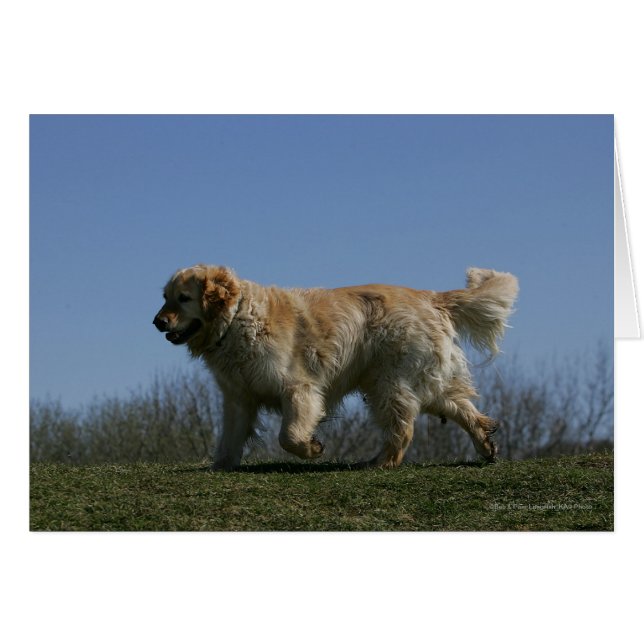 Golden Retriever Running 3 Hälsningskort (Framsidan Horizontal)
