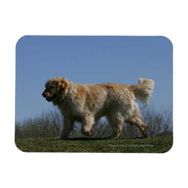 Golden Retriever Running 3 Magnet (Horisontell)