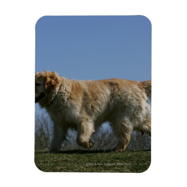 Golden Retriever Running 3 Magnet (Vertikal)