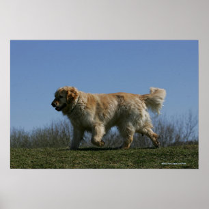Golden Retriever Running 3 Poster