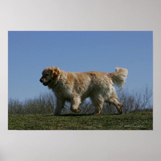 Golden Retriever Running 3 Poster (Framsidan)
